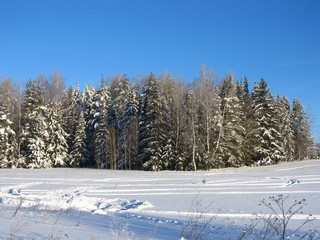 Лесок у д.Луза (Синюшинцы) (Дмитрий Зонов)