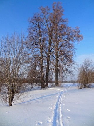 Липы д. Лыковы (bokax)