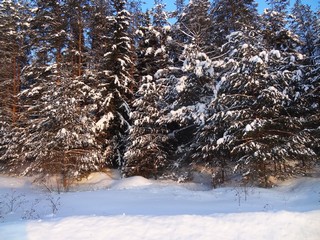 Лес на закате (bokax)