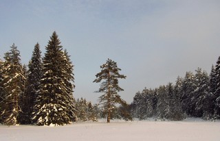 Сосна (Дмитрий Зонов)