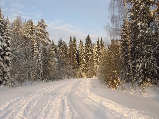 Лес у Плешково (Дмитрий Зонов)