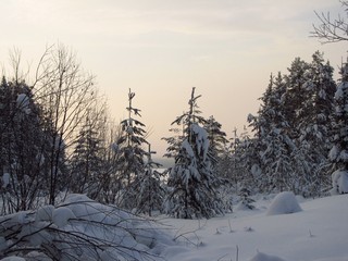 На опушке (Дмитрий Зонов)