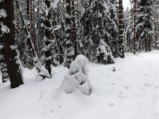 Ёлочка (Дмитрий Зонов)