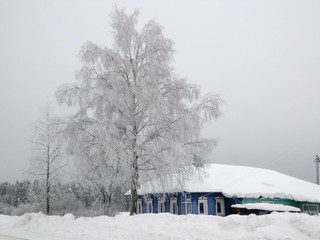 Подгорена, ледяная берёзка (Дмитрий Зонов)
