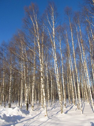 Берёзы у дороги (Дмитрий Зонов)