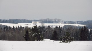 Тополя брошенных деревень (Дмитрий Зонов)