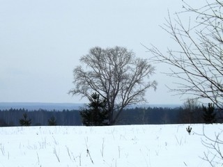 Старый тополь, б/д Кленовое (Дмитрий Зонов)