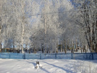 березовая роща (Таня Кудряшова)