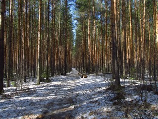 Апрельская просека, Бобинский бор (Дмитрий Зонов)
