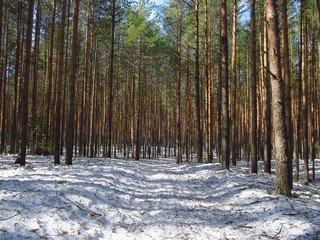 Апрель в бору (Дмитрий Зонов)