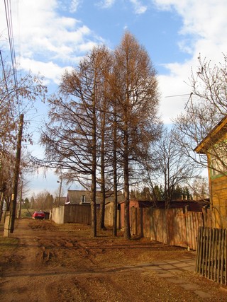 Лиственницы, с.Красное (Дмитрий Зонов)