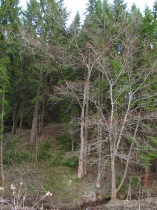 Склон оврага (Дмитрий Зонов)