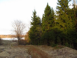 Ели, апрельский вечер (Дмитрий Зонов)