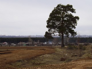Сосна на повороте, пасмурный день (Дмитрий Зонов)