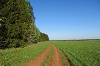  Полевая дорога (Дмитрий Зонов)