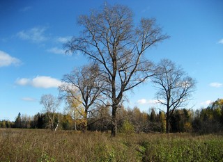 Тополя на месте исчезнувшей д. Содомово. (Andrey Fetisov)