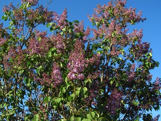 Сирень (Дмитрий Зонов)