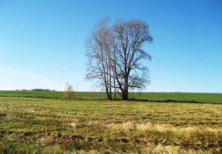 Тополя.  (Andrey Fetisov)