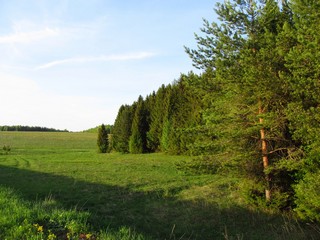 Опушка, конец мая (Дмитрий Зонов)