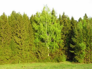 Весенняя зелень (Дмитрий Зонов)