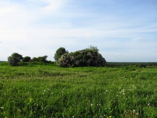 Сирень в б/д Касьяновы (Дмитрий Зонов)