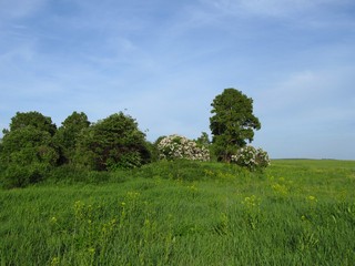 Кусты сирени в б/д Касьяновы (Дмитрий Зонов)