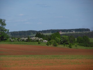 Кусты сирени и рябины в б/д Касьяновы (Дмитрий Зонов)