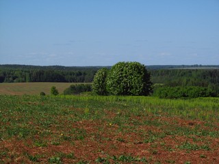 Рябины. Пора цветения. (Дмитрий Зонов)