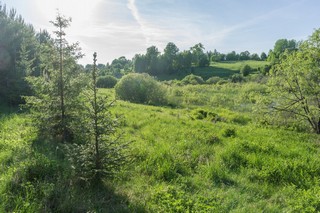 Солнечная лужайка (shda)