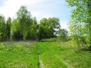 Дорога через бывшую д. Анкуши. (Andrey Fetisov)