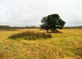 Кедры на месте бывшей д. Решетники. (Andrey Fetisov)