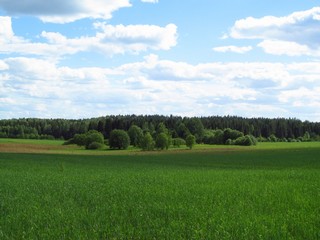 Здесь была д.Криули (Дмитрий Зонов)