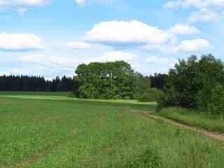 Солнечные тополя б/д Селезни (Дмитрий Зонов)