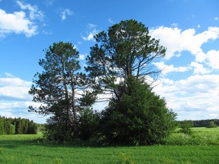 Кедры в б/д Соловьи (Дмитрий Зонов)
