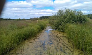 июнь 2014г (мелиоративный канал) (Aleksey S.)