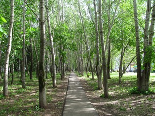 Тополиная аллея, июнь (Дмитрий Зонов)