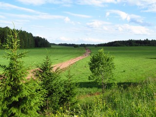 Полевая дорога к д.Ситники (Дмитрий Зонов)