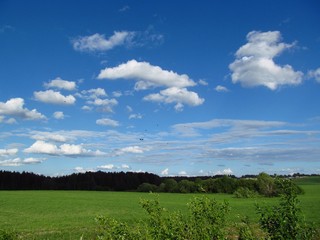 Танцы чибисов (Дмитрий Зонов)