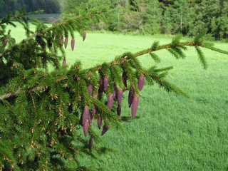 Урожай (Дмитрий Зонов)