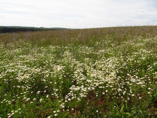 Ромашки и цикорий (Дмитрий Зонов)