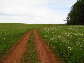 По цветущим лугам (Дмитрий Зонов)