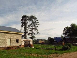 Лиственницы в Волково (Дмитрий Зонов)