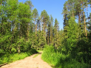 Лесная дорога (Дмитрий Зонов)