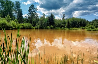 Вода в пруду после дождей (Dmitry Ovchinnikov)