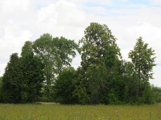 Старая липа в б/д Катаевщина (Дмитрий Зонов)