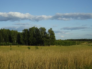 Берёзки (Дмитрий Зонов)