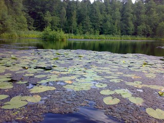 Продолжение озера (D. MAN)
