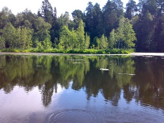 Болото (D. MAN)