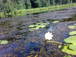 Болотце (D. MAN)