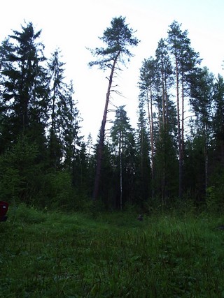 Сосны (Василиса Поселкова)